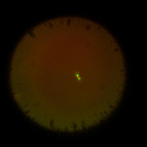  NCBI Organism:Xenopus laevis; Cell Components:microtubule, ;