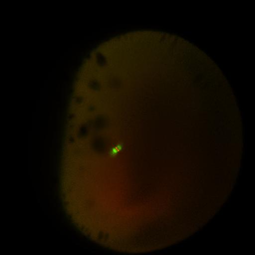  NCBI Organism:Xenopus laevis; Cell Components:microtubule, ;