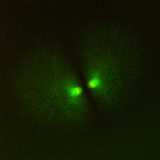  NCBI Organism:Xenopus laevis; Cell Components:microtubule, ;