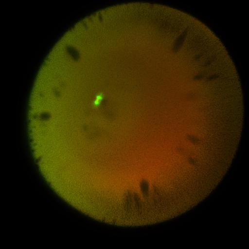  NCBI Organism:Xenopus laevis; Cell Components:microtubule, ;