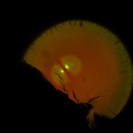  NCBI Organism:Xenopus laevis; Cell Components:microtubule, ;