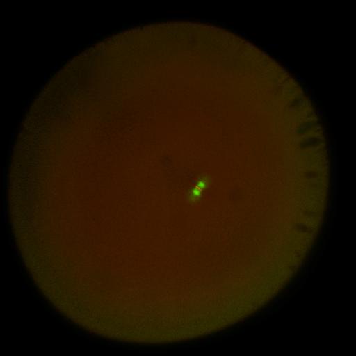  NCBI Organism:Xenopus laevis; Cell Components:microtubule, ;