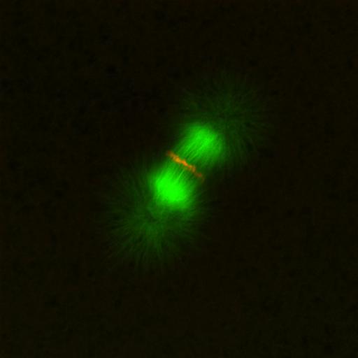  NCBI Organism:Xenopus laevis; Cell Components:microtubule, ;