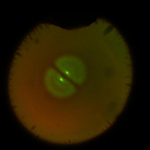  NCBI Organism:Xenopus laevis; Cell Components:microtubule, ;