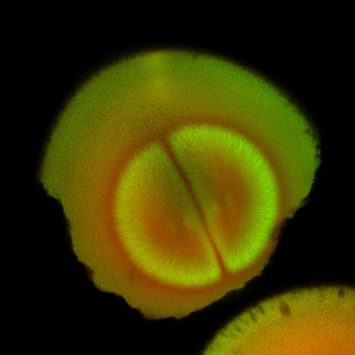  NCBI Organism:Xenopus laevis; Cell Components:microtubule, ;