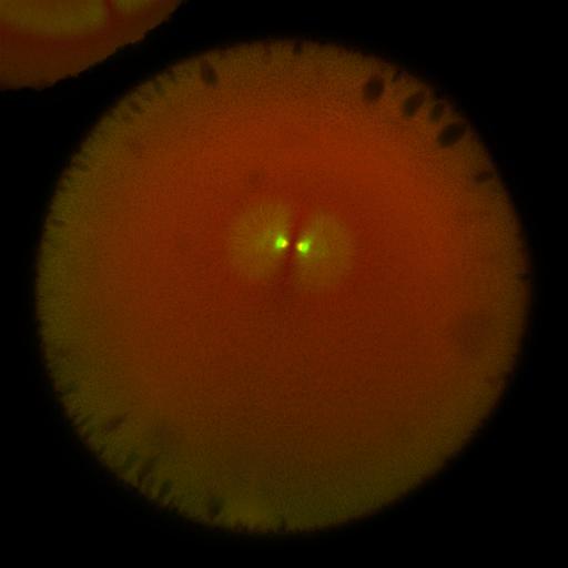  NCBI Organism:Xenopus laevis; Cell Components:microtubule, ;