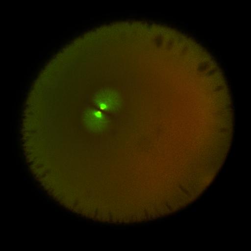  NCBI Organism:Xenopus laevis; Cell Components:microtubule, ;