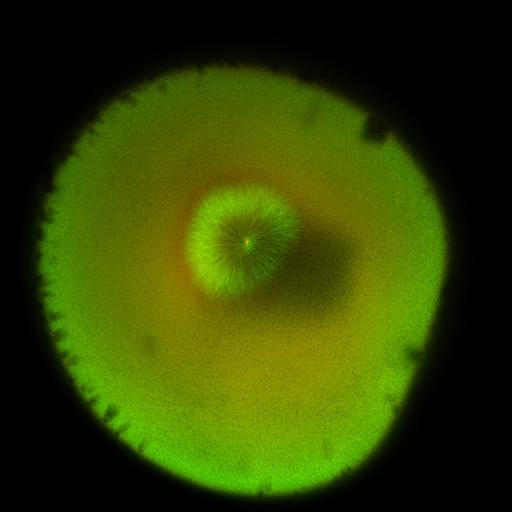  NCBI Organism:Xenopus laevis; Cell Components:microtubule, ;