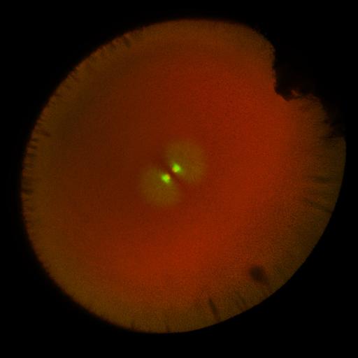  NCBI Organism:Xenopus laevis; Cell Components:microtubule, ;