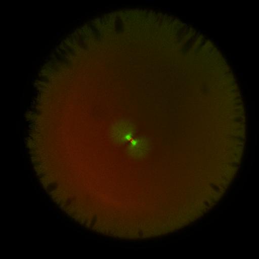  NCBI Organism:Xenopus laevis; Cell Components:microtubule, ;