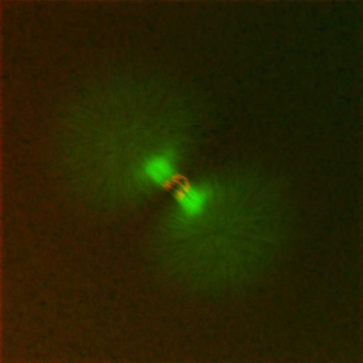  NCBI Organism:Xenopus laevis; Cell Components:microtubule, ;