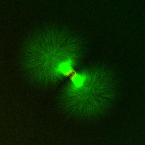  NCBI Organism:Xenopus laevis; Cell Components:microtubule, ;