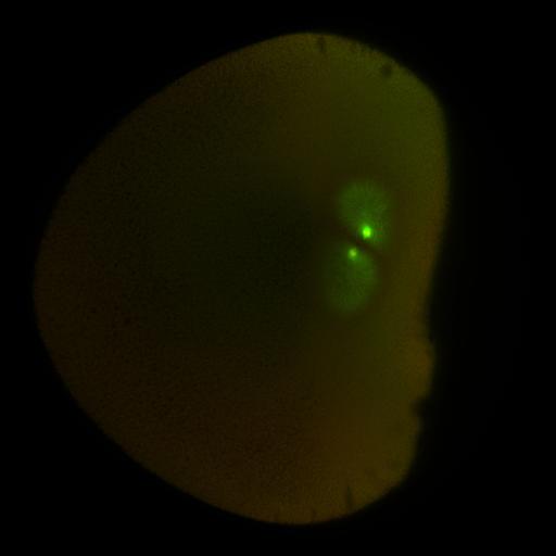  NCBI Organism:Xenopus laevis; Cell Components:microtubule, ;