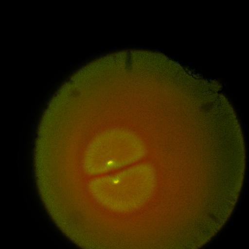  NCBI Organism:Xenopus laevis; Cell Components:microtubule, ;