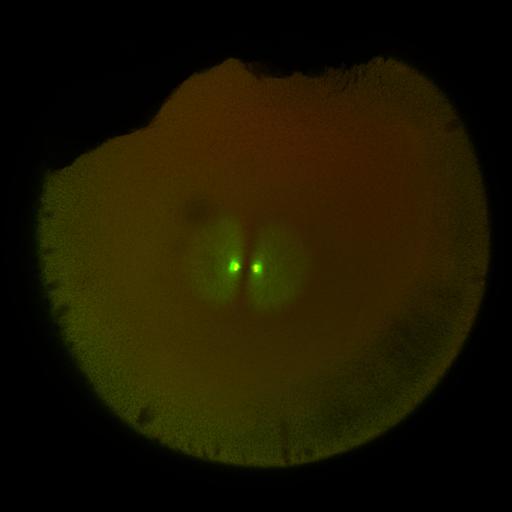  NCBI Organism:Xenopus laevis; Cell Components:microtubule, ;