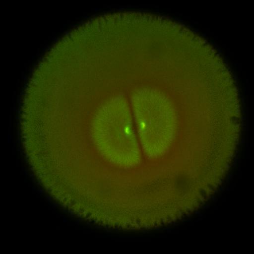  NCBI Organism:Xenopus laevis; Cell Components:microtubule, ;