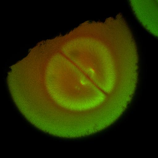  NCBI Organism:Xenopus laevis; Cell Components:microtubule, ;