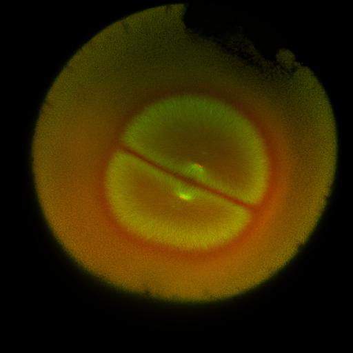  NCBI Organism:Xenopus laevis; Cell Components:microtubule, ;