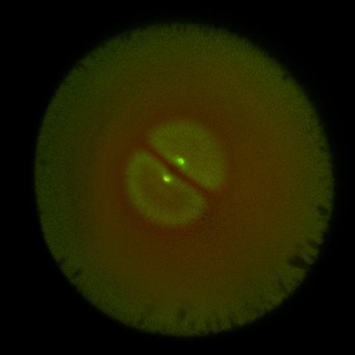  NCBI Organism:Xenopus laevis; Cell Components:microtubule, ;