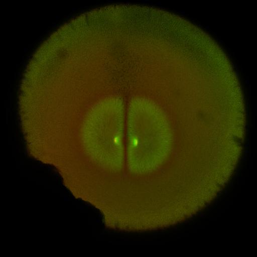  NCBI Organism:Xenopus laevis; Cell Components:microtubule, ;