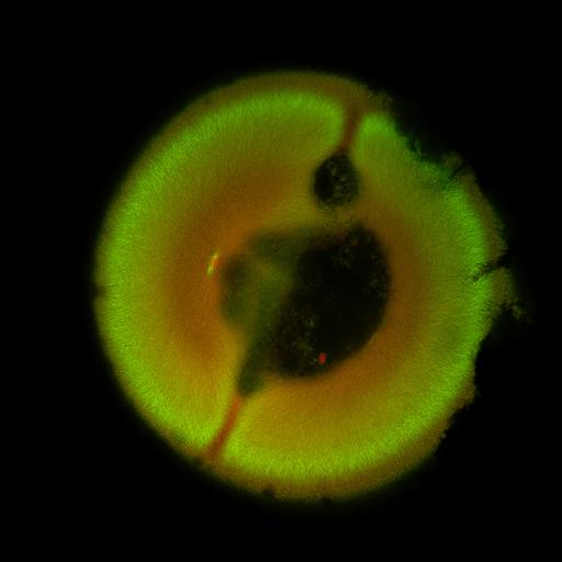  NCBI Organism:Xenopus laevis; Cell Components:microtubule, ;