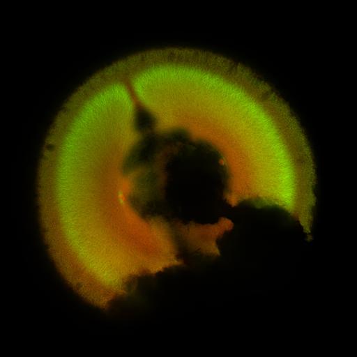  NCBI Organism:Xenopus laevis; Cell Components:microtubule, ;