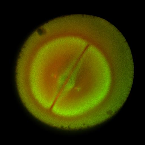  NCBI Organism:Xenopus laevis; Cell Components:microtubule, ;