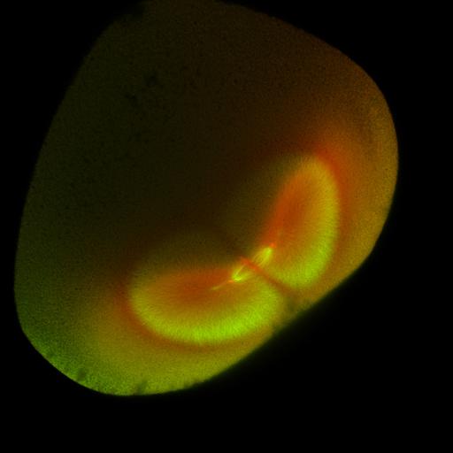  NCBI Organism:Xenopus laevis; Cell Components:microtubule, ;