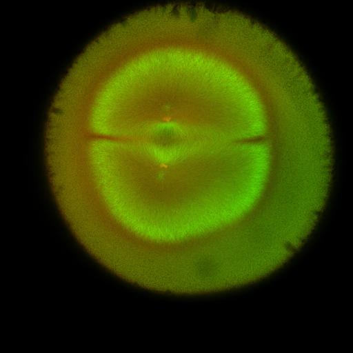  NCBI Organism:Xenopus laevis; Cell Components:microtubule, ;