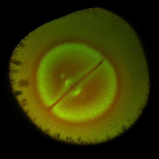  NCBI Organism:Xenopus laevis; Cell Components:microtubule, ;