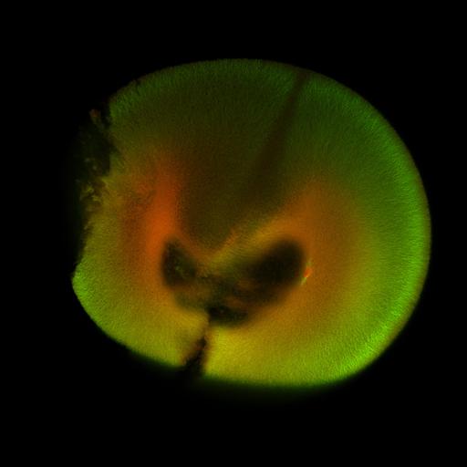  NCBI Organism:Xenopus laevis; Cell Components:microtubule, ;