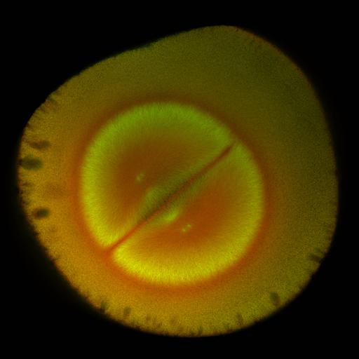  NCBI Organism:Xenopus laevis; Cell Components:microtubule, ;