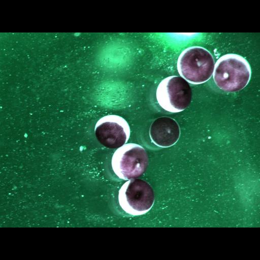  NCBI Organism:Xenopus laevis; Cell Components:cell