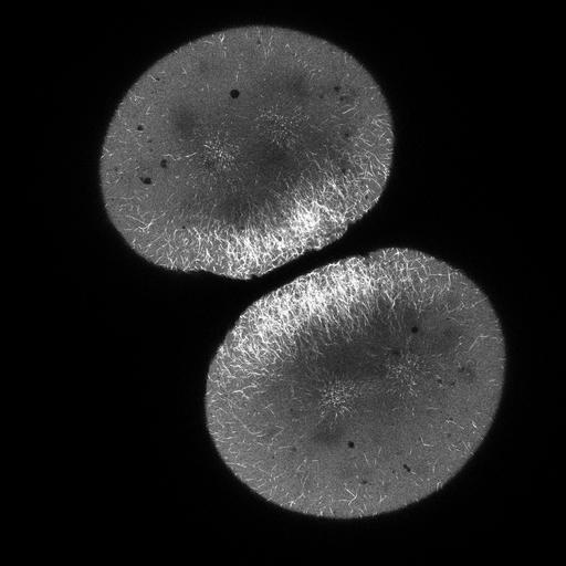  NCBI Organism:Danio rerio; Cell Components:microtubule, spindle, aster; Biological process:mitosis, cytokinesis after mitosis;