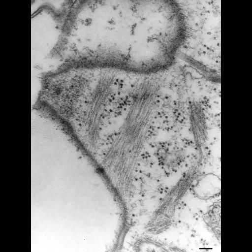  NCBI Organism:Paramecium multimicronucleatum; Cell Types:cell by organism, eukaryotic cell, , ; Cell Components:cell cortex Biological process:cortical cytoskeleton organization