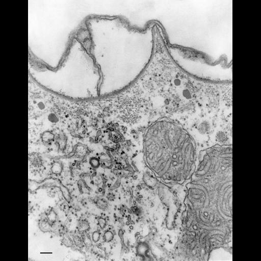  NCBI Organism:Paramecium multimicronucleatum; Cell Types:cell by organism, eukaryotic cell, , ; Cell Components:pellicle, cell cortex; Biological process:plasma membrane organization, cortical cytoskeleton organization;