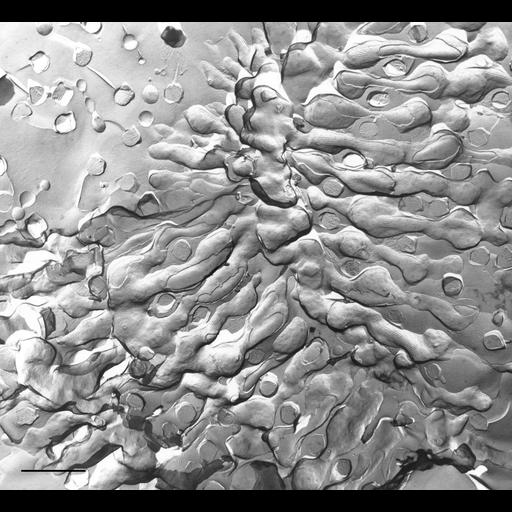  NCBI Organism:Paramecium multimicronucleatum; Cell Types:cell by organism, eukaryotic cell, , ; Cell Components:pellicle, plasma membrane, trichocyst; Biological process:plasma membrane organization