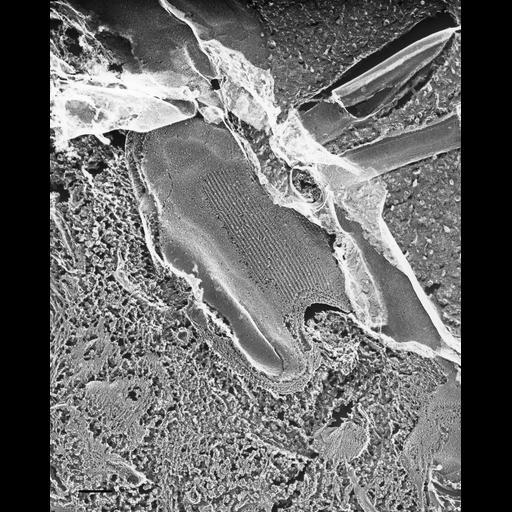  NCBI Organism:Paramecium multimicronucleatum; Cell Types:cell by organism, eukaryotic cell, , ; Cell Components:plasma membrane Biological process:plasma membrane organization