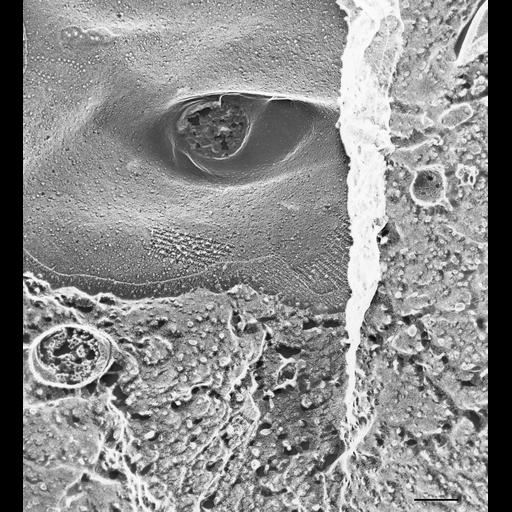  NCBI Organism:Paramecium multimicronucleatum; Cell Types:cell by organism, eukaryotic cell, , ; Cell Components:plasma membrane, cilium axoneme; Biological process:plasma membrane organization