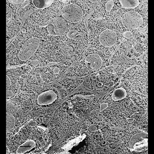  NCBI Organism:Paramecium multimicronucleatum; Cell Types:cell by organism, eukaryotic cell, , ; Cell Components:cell cortex, , trichocyst, cilium, cytoplasm; Biological process:cortical cytoskeleton organization, cytoplasm organization;