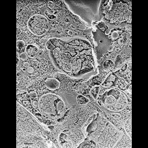  NCBI Organism:Paramecium multimicronucleatum; Cell Types:cell by organism, eukaryotic cell, , ; Cell Components:cell cortex Biological process:cortical cytoskeleton organization