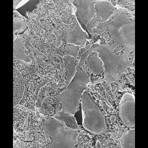  NCBI Organism:Paramecium multimicronucleatum; Cell Types:cell by organism, eukaryotic cell, , ; Cell Components:cytoplasm, endoplasmic reticulum, ; Biological process:cytoplasm organization