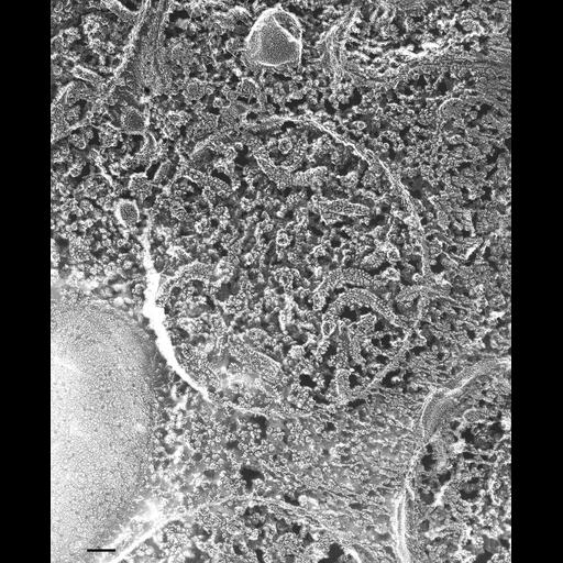  NCBI Organism:Paramecium multimicronucleatum; Cell Types:cell by organism, eukaryotic cell, , ; Cell Components:mitochondrion, mitochondrial membrane; Biological process:mitochondrion organization