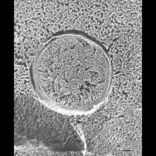  NCBI Organism:Paramecium multimicronucleatum; Cell Types:cell by organism, eukaryotic cell, , ; Cell Components:mitochondrial membrane, mitochondrial matrix, mitochondrial proton-transporting ATP synthase complex, catalytic core F(1); Biological process:mitochondrion organization