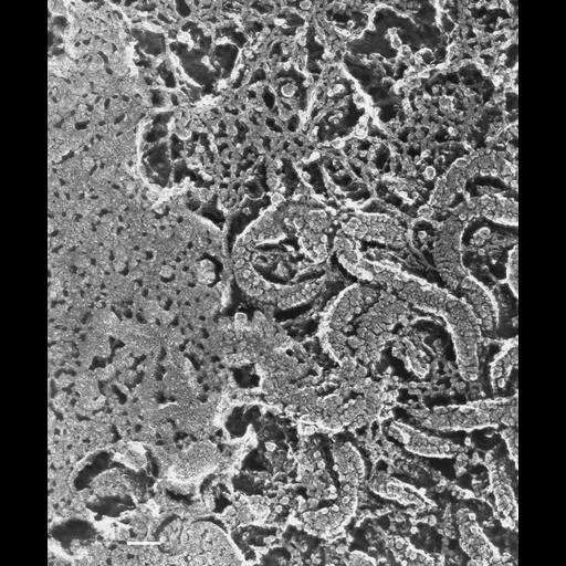  NCBI Organism:Paramecium multimicronucleatum; Cell Types:cell by organism, eukaryotic cell, , ; Cell Components:mitochondrial proton-transporting ATP synthase complex, catalytic core F(1), mitochondrion; Biological process:regulation of mitochondrion organization