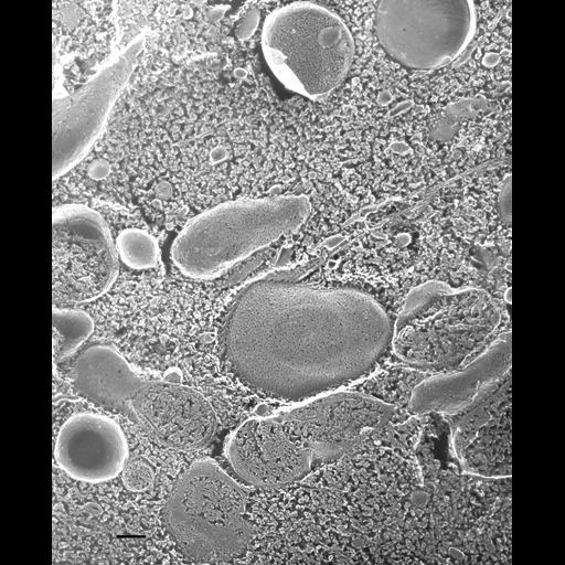  NCBI Organism:Paramecium multimicronucleatum; Cell Types:cell by organism, eukaryotic cell, , ; Cell Components:peroxisome, smooth endoplasmic reticulum, microtubule associated complex, mitochondrion; Biological process:cytoplasm organization, organelle organization;