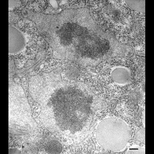  NCBI Organism:Paramecium multimicronucleatum; Cell Types:cell by organism, eukaryotic cell, , ; Cell Components:micronucleus Biological process:micronucleus organization