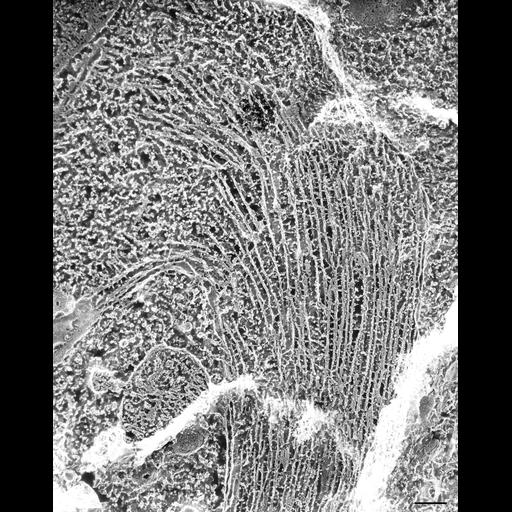  NCBI Organism:Paramecium multimicronucleatum; Cell Types:cell by organism, eukaryotic cell, , ; Cell Components:micronucleus, microtubule; Biological process:nuclear division