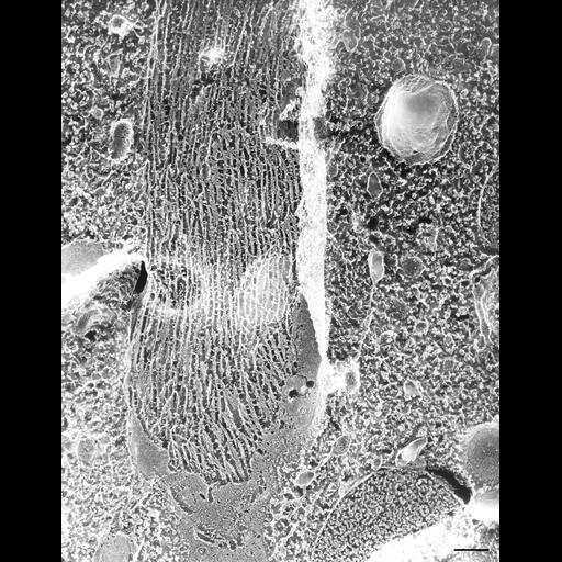  NCBI Organism:Paramecium multimicronucleatum; Cell Types:cell by organism, eukaryotic cell, , ; Cell Components:micronucleus, microtubule associated complex; Biological process:nuclear division