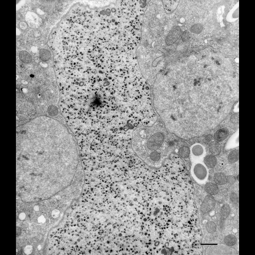  NCBI Organism:Paramecium multimicronucleatum; Cell Types:cell by organism, eukaryotic cell, , ; Cell Components:pronucleus, macronucleus; Biological process:pronuclear migration, micronucleus organization, macronucleus organization;